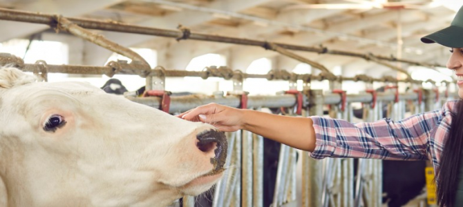 Előfinanszírozási hitel az APIA által folyósított állami támogatásokra – az állattenyésztési ágazatban
